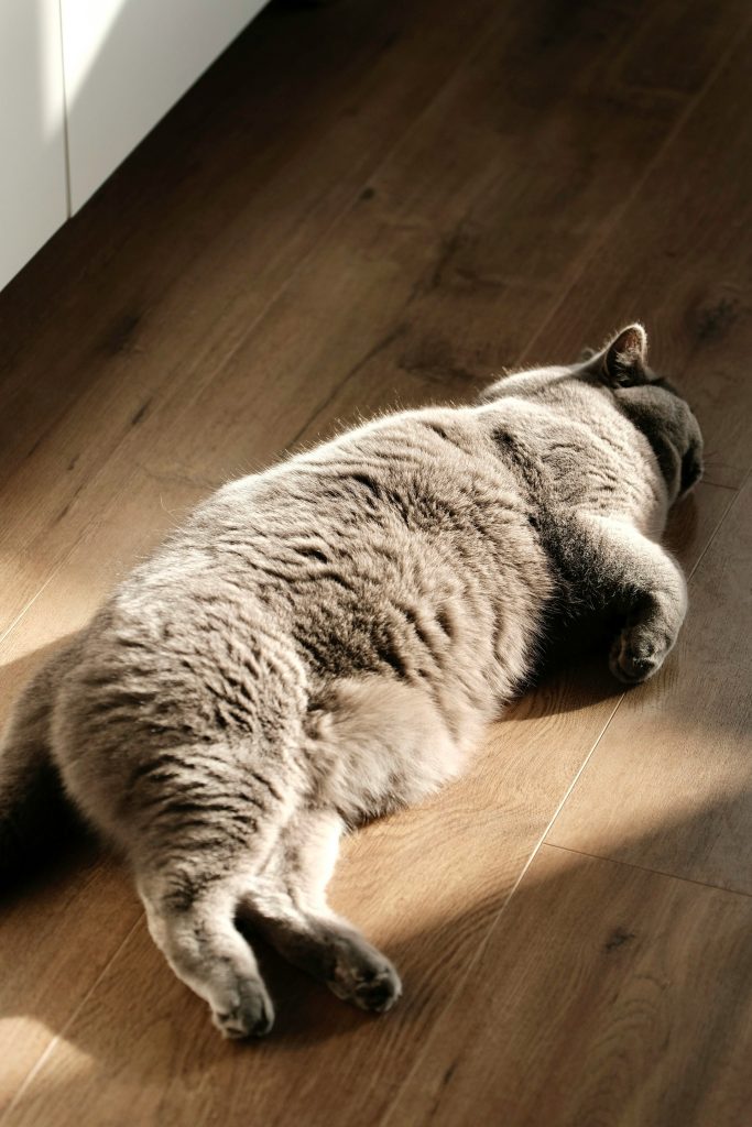 Chat en situation d'obésité faisant une sieste sous un rayon de soleil au sol