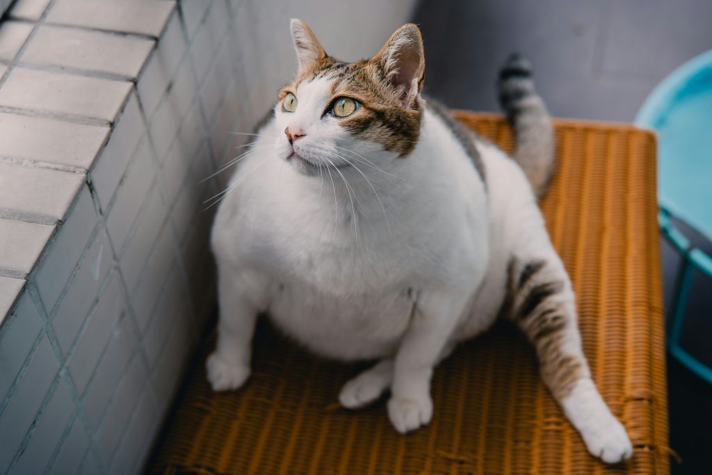 Chat obèse, robe Calico, assis sur une caisse en osier