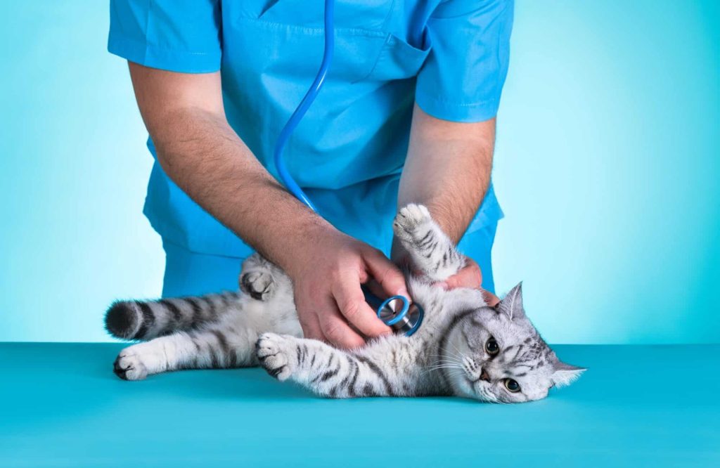 Chat gris allongé sur table d'osculation, se faisant touché par un vétérinaire