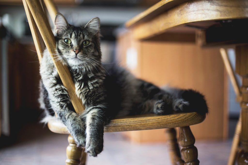 chat-repos
