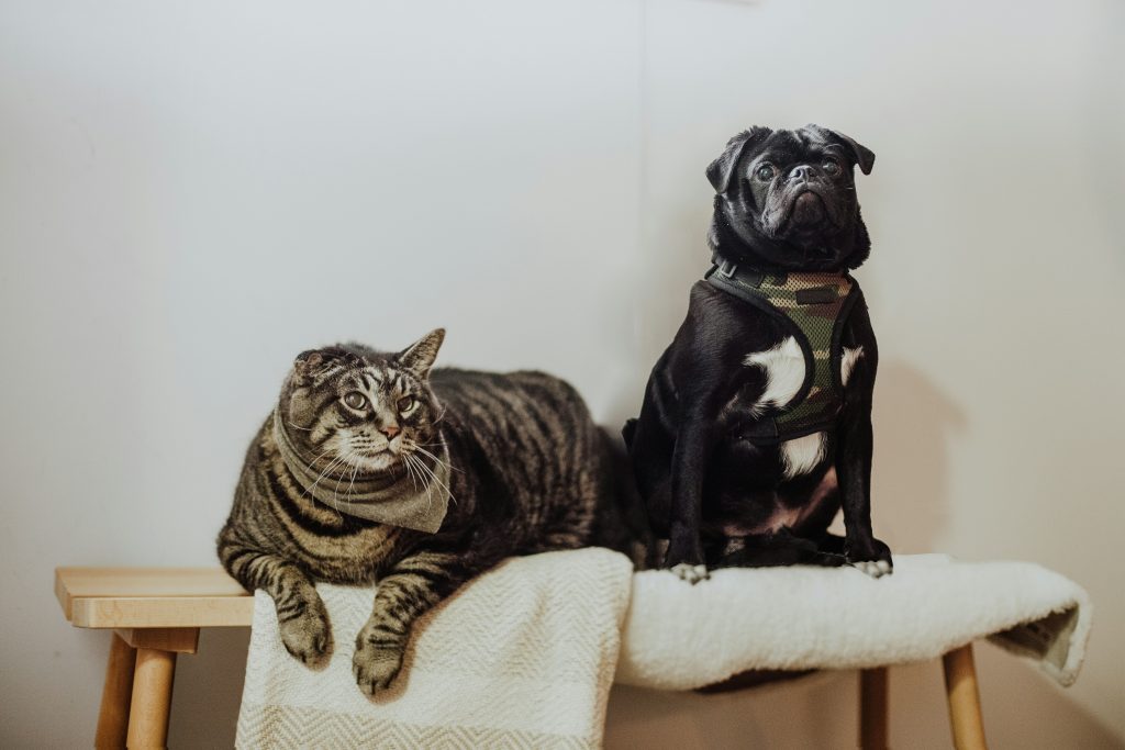 Chat type Européen et chien type Carlin assis sur un banc regardant devant eux
