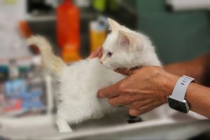 Chaton blanc se faisant ausculter par un vétérinaire 